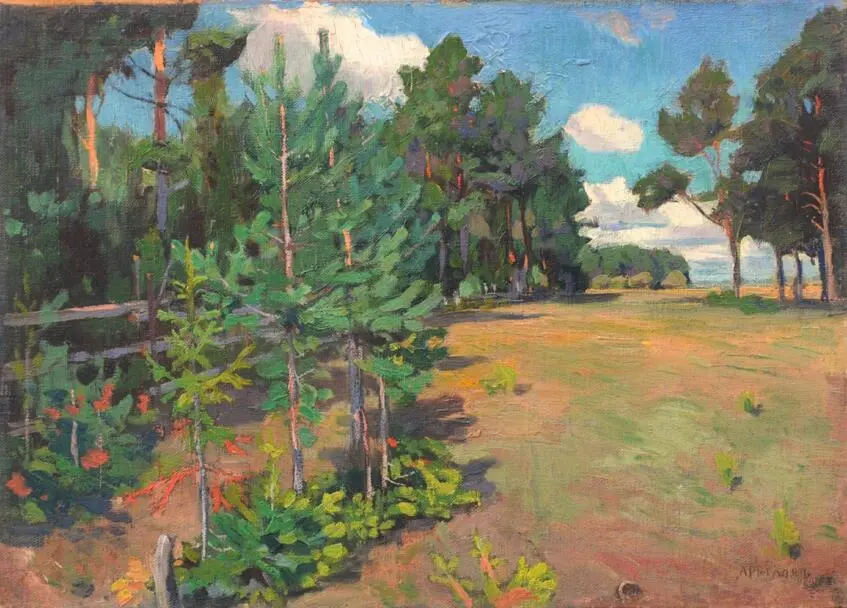 Young pine trees / Molodi sosоnky